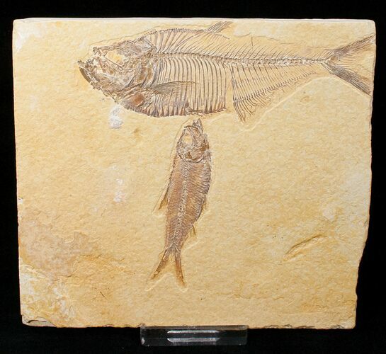 Diplomystus with Knightia Fish Fossils - Wyoming #16489